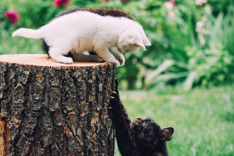 Furix Veterinary Marquee 8